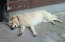 inu.jpg 128×83 2K inu.jpg 128×83 2K